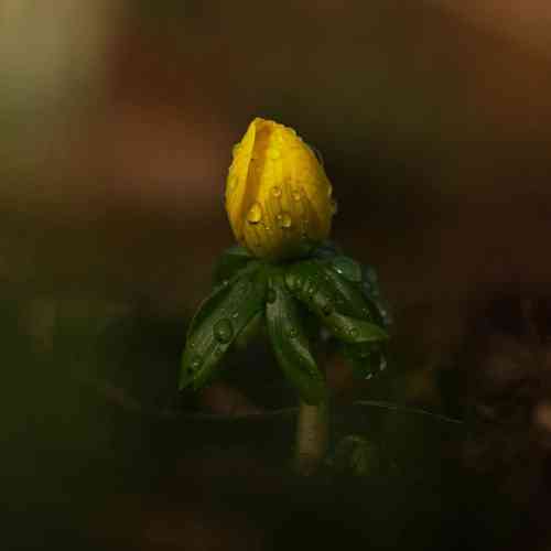 محمد احمریامی اشک چشای خیسم شد بدرقه‌ی راهت